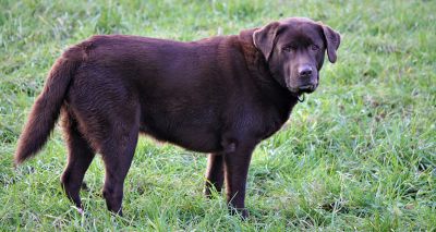 Obesity gene found in Labradors and humans