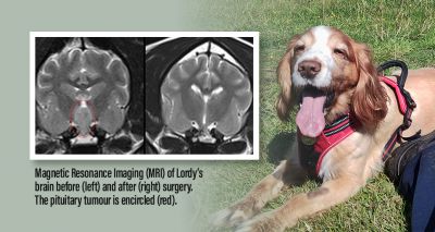 Dog's rare brain tumour removed through specialist surgery