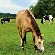 World Horse Welfare calls for improved equine laws