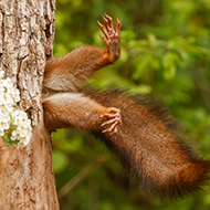 Comedy Wildlife Awards open for entries