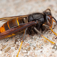 1,400 species eaten by Asian hornets, study finds