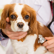 Study explores outcomes of canine MVR surgery