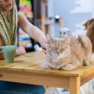 Charities call for cat cafe phase-out