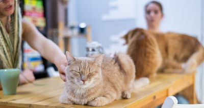 Charities call for cat cafe phase-out