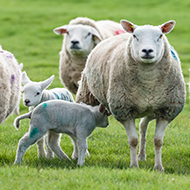 Reassess pre-lambing worming treatments, farmers urged