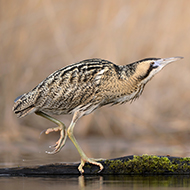 Bittern numbers continue to rise