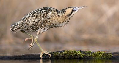 Bittern numbers continue to rise