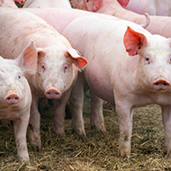 Artificial intelligence could detect pneumonia in pigs, study finds