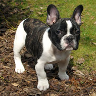 Battersea reports soaring numbers of French bulldogs 