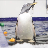 Rare gentoo penguin chicks prepare for swimming lessons