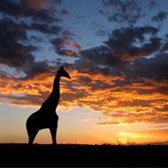 Giraffe Conservation Foundation named BVNA's charity of the year