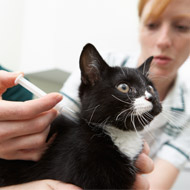 ISFM launches Cat Friendly Clinic website