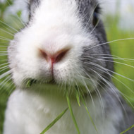 Rabbit breeders urged to complete welfare survey