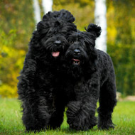 New DNA testing scheme for the Russian black terrier