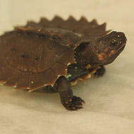 Endangered turtle born at London Zoo