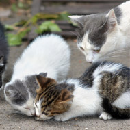 Vets urged to declare their support for cats