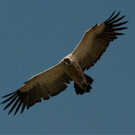 #Vets4Vultures exceeds fundraising target