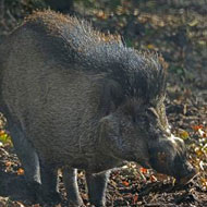 Critically endangered boar arrives at Edinburgh Zoo