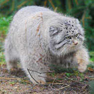 Outreach work in Mongolia aims to learn about Pallas's cat