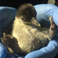 Sea Life Centre hails birth of rare gentoo penguin