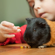 Classroom pets on the decline