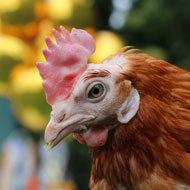 Charity rehomes 600,000th hen at Kensington Gardens