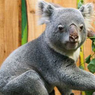 Koala joey begins to emerge 