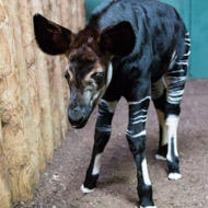 Newborn okapi named after Meghan Markle 