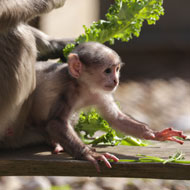 'Sacred' monkey born at London Zoo