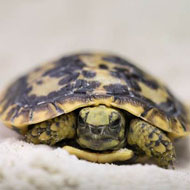 Pancake tortoise born in time for Shrove Tuesday