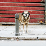 Charity launches its first stray animals project in Thailand