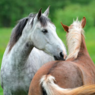 Equine Infectious Anaemia confirmed in Spain and Macedonia