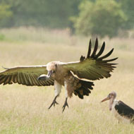 Practices urged to support #vets4vultures